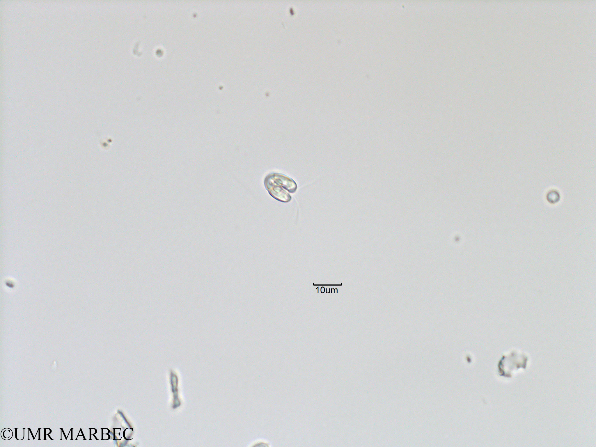 phyto/Bizerte/bizerte_bay/RISCO November 2015/Nanoflagellé 17 (Baie_T5-C3-flagellé-7).tif(copy).jpg
